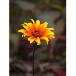 słoneczniczek szorstki (Heliopsis helianthoides var. scabra) Burning Hearts- Świat bylin - sklep internetowy