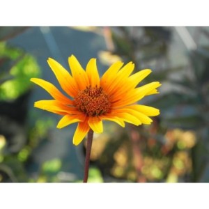 słoneczniczek szorstki (Heliopsis helianthoides var. scabra) Burning Hearts- Świat bylin - sklep internetowy