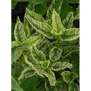 słoneczniczek szorstki (Heliopsis scabra) Sunstrack- Świat bylin - sklep internetowy