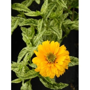 słoneczniczek szorstki (Heliopsis scabra) Sunstrack- Świat bylin - sklep internetowy