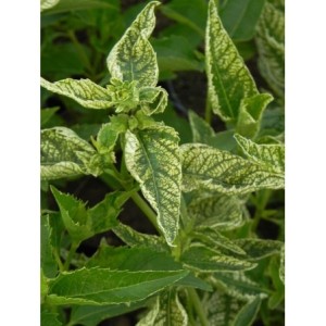 słoneczniczek szorstki (Heliopsis scabra) Sunstrack- Świat bylin - sklep internetowy