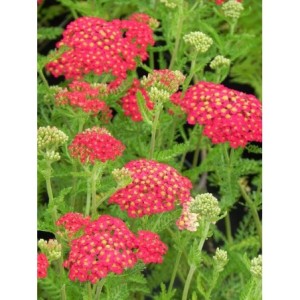 krwawnik pospolity (Achillea millefolium) Paprica- Świat bylin - sklep internetowy