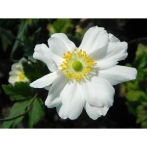 zawilec japoński (Anemone japonica) Wirbelwind- Świat bylin - sklep internetowy