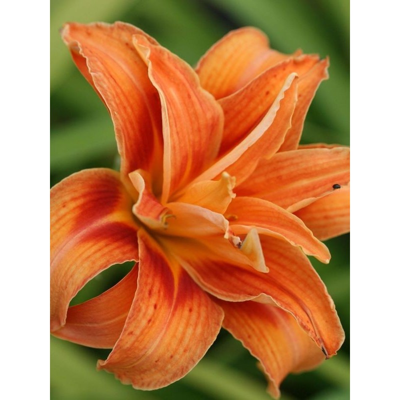 liliowiec rdzawy (Hemerocallis fulva) Kwanso- Świat bylin - sklep internetowy