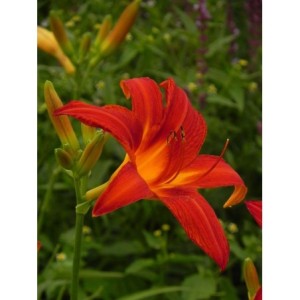 liliowiec ogrodowy (Hemerocallis hybrida) Anzac- Świat bylin - sklep internetowy