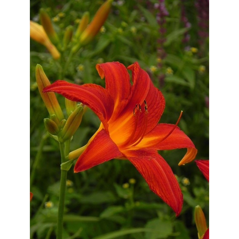 liliowiec ogrodowy (Hemerocallis hybrida) Anzac- Świat bylin - sklep internetowy
