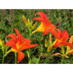 liliowiec ogrodowy (Hemerocallis hybrida) Anzac- Świat bylin - sklep internetowy
