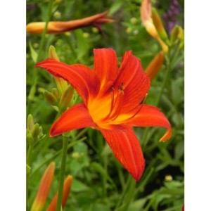 liliowiec ogrodowy (Hemerocallis hybrida) Anzac- Świat bylin - sklep internetowy