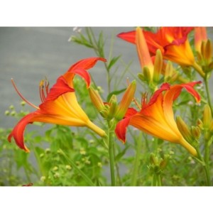 liliowiec ogrodowy (Hemerocallis hybrida) Anzac- Świat bylin - sklep internetowy