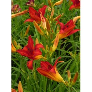 liliowiec ogrodowy (Hemerocallis hybrida) Anzac- Świat bylin - sklep internetowy
