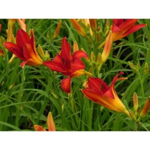 liliowiec ogrodowy (Hemerocallis hybrida) Anzac- Świat bylin - sklep internetowy