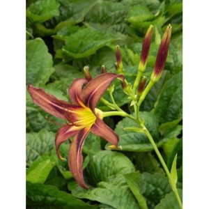 liliowiec ogrodowy (Hemerocallis hybrida) Black Arrowhead- Świat bylin - sklep internetowy