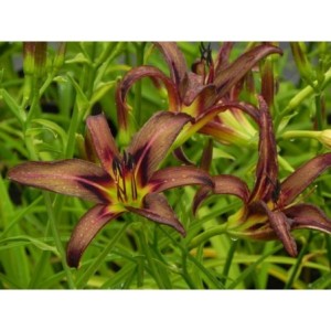 liliowiec ogrodowy (Hemerocallis hybrida) Black Arrowhead- Świat bylin - sklep internetowy