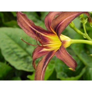 liliowiec ogrodowy (Hemerocallis hybrida) Black Arrowhead- Świat bylin - sklep internetowy
