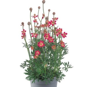 zawilec wielosieczny (Anemone multifida) Annabella Deep Rose- Świat bylin - sklep internetowy