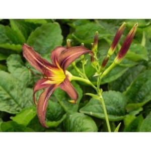 liliowiec ogrodowy (Hemerocallis hybrida) Black Arrowhead- Świat bylin - sklep internetowy