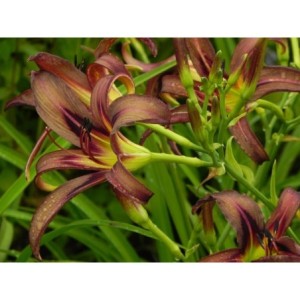 liliowiec ogrodowy (Hemerocallis hybrida) Black Arrowhead- Świat bylin - sklep internetowy