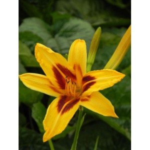 liliowiec ogrodowy (Hemerocallis hybrida) Bonanza- Świat bylin - sklep internetowy