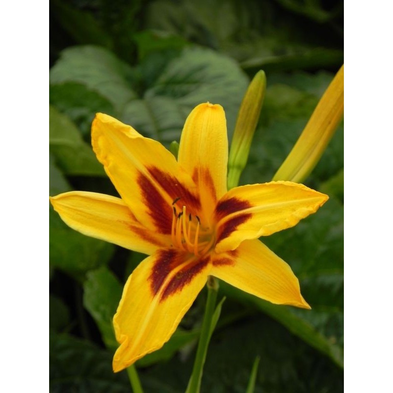 liliowiec ogrodowy (Hemerocallis hybrida) Bonanza- Świat bylin - sklep internetowy