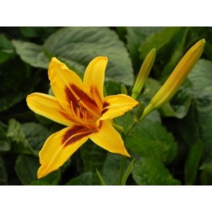 liliowiec ogrodowy (Hemerocallis hybrida) Bonanza- Świat bylin - sklep internetowy