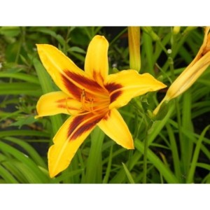liliowiec ogrodowy (Hemerocallis hybrida) Bonanza- Świat bylin - sklep internetowy
