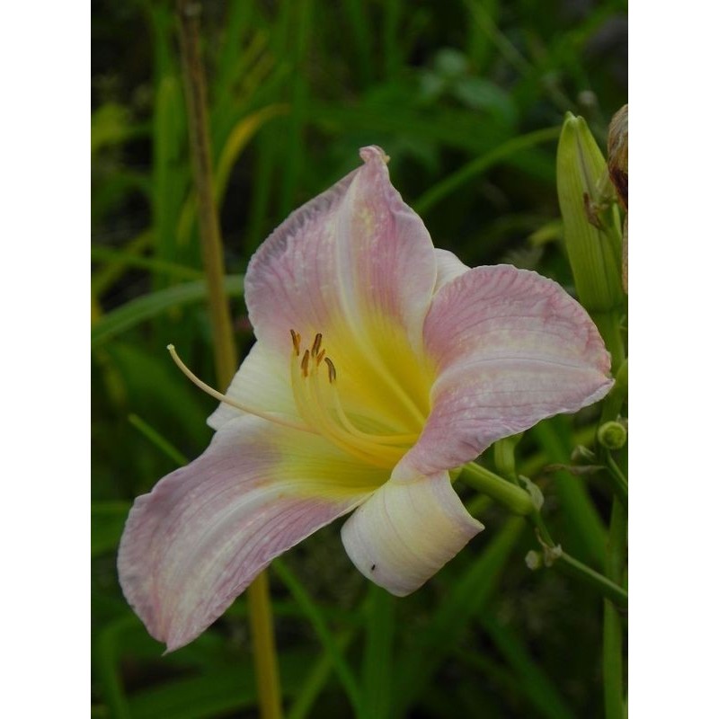 liliowiec ogrodowy (Hemerocallis hybrida) Catherine Woodbery- Świat bylin - sklep internetowy