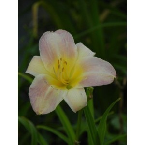 liliowiec ogrodowy (Hemerocallis hybrida) Catherine Woodbery- Świat bylin - sklep internetowy