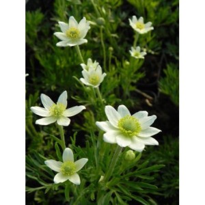 zawilec wielosieczny (Anemone multifida) Annabella White- Świat bylin - sklep internetowy