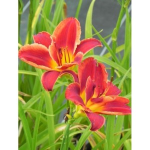 liliowiec ogrodowy (Hemerocallis hybrida) Double Firecracker- Świat bylin - sklep internetowy