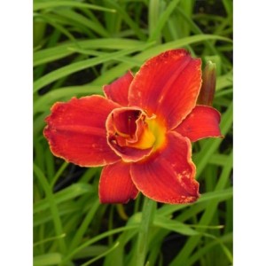 liliowiec ogrodowy (Hemerocallis hybrida) Double Firecracker- Świat bylin - sklep internetowy