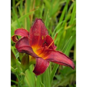 liliowiec ogrodowy (Hemerocallis hybrida) Double Firecracker- Świat bylin - sklep internetowy
