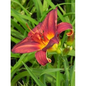 liliowiec ogrodowy (Hemerocallis hybrida) Double Firecracker- Świat bylin - sklep internetowy