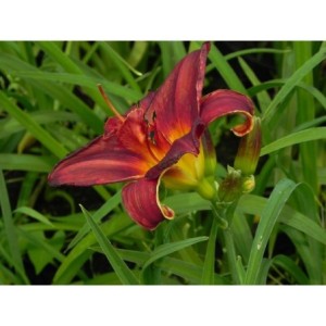 liliowiec ogrodowy (Hemerocallis hybrida) Double Firecracker- Świat bylin - sklep internetowy