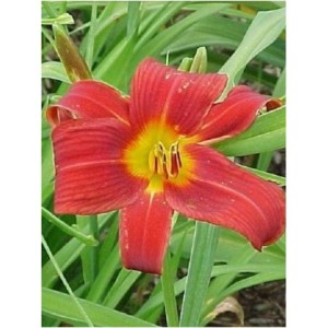 liliowiec ogrodowy (Hemerocallis hybrida) Little Tyke- Świat bylin - sklep internetowy