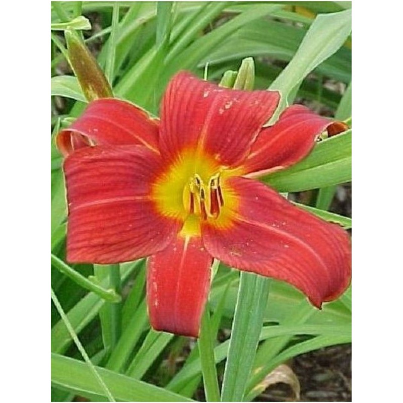 liliowiec ogrodowy (Hemerocallis hybrida) Little Tyke- Świat bylin - sklep internetowy