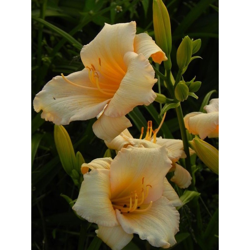 liliowiec ogrodowy (Hemerocallis hybrida) Mini Pearl- Świat bylin - sklep internetowy