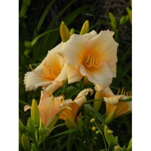 liliowiec ogrodowy (Hemerocallis hybrida) Mini Pearl- Świat bylin - sklep internetowy