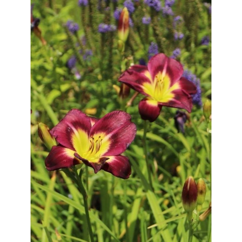 liliowiec ogrodowy (Hemerocallis hybrida) Night Beacon- Świat bylin - sklep internetowy