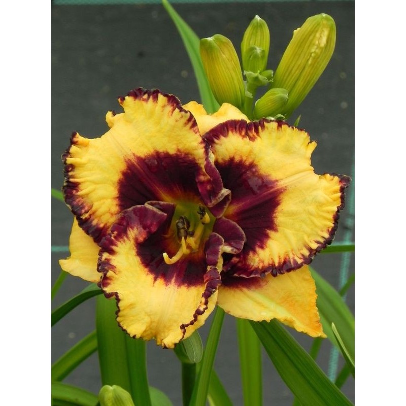 liliowiec ogrodowy (Hemerocallis hybrida) Open My Eyes- Świat bylin - sklep internetowy