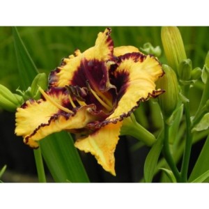 liliowiec ogrodowy (Hemerocallis hybrida) Open My Eyes- Świat bylin - sklep internetowy