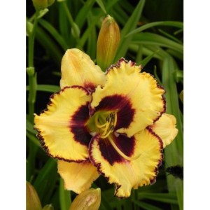 liliowiec ogrodowy (Hemerocallis hybrida) Open My Eyes- Świat bylin - sklep internetowy