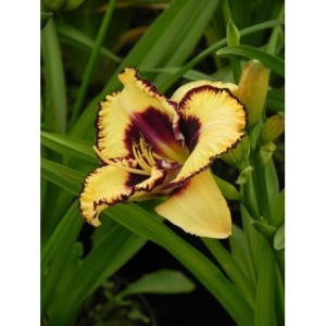 liliowiec ogrodowy (Hemerocallis hybrida) Open My Eyes- Świat bylin - sklep internetowy