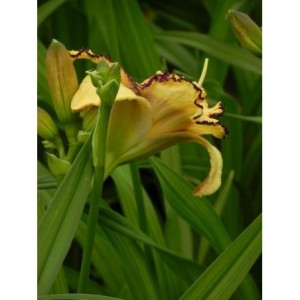 liliowiec ogrodowy (Hemerocallis hybrida) Open My Eyes- Świat bylin - sklep internetowy