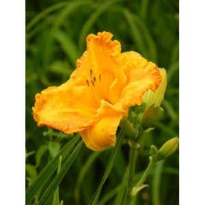 liliowiec ogrodowy (Hemerocallis hybrida) Orange Nassau- Świat bylin - sklep internetowy