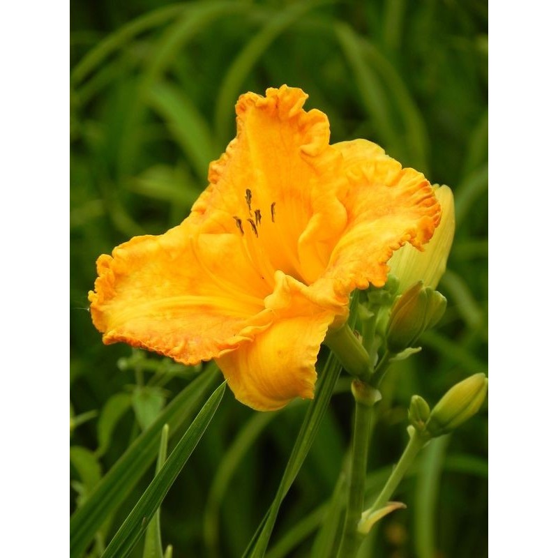 liliowiec ogrodowy (Hemerocallis hybrida) Orange Nassau- Świat bylin - sklep internetowy