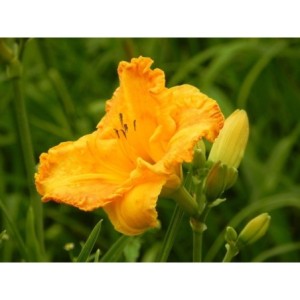 liliowiec ogrodowy (Hemerocallis hybrida) Orange Nassau- Świat bylin - sklep internetowy