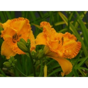 liliowiec ogrodowy (Hemerocallis hybrida) Orange Nassau- Świat bylin - sklep internetowy