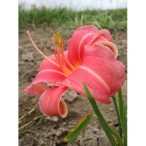 liliowiec ogrodowy (Hemerocallis hybrida) Pink Damask- Świat bylin - sklep internetowy
