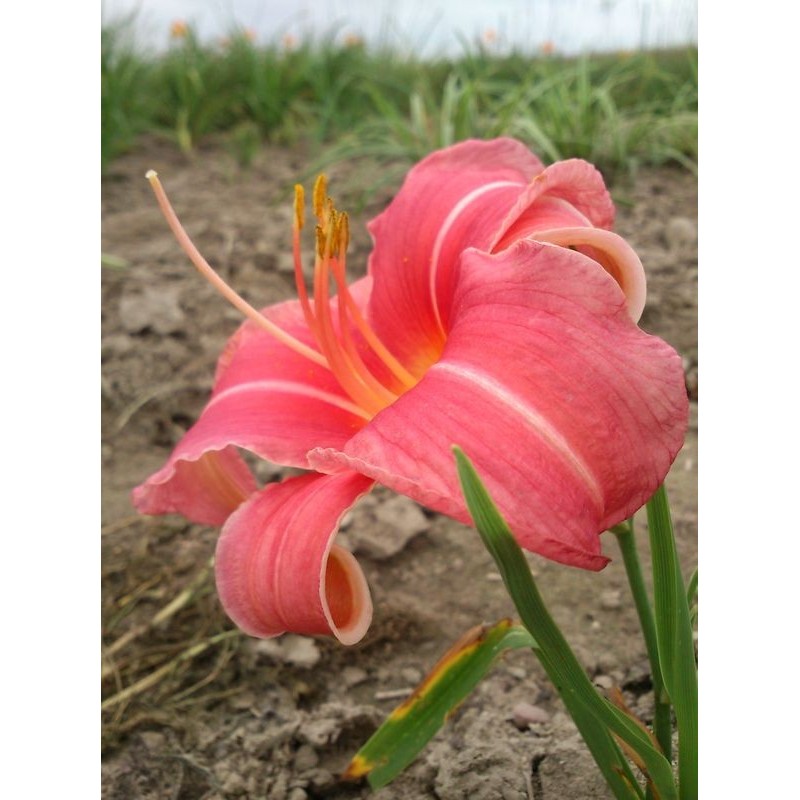 liliowiec ogrodowy (Hemerocallis hybrida) Pink Damask- Świat bylin - sklep internetowy