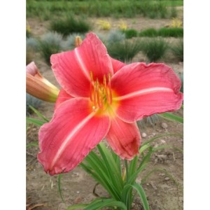 liliowiec ogrodowy (Hemerocallis hybrida) Pink Damask- Świat bylin - sklep internetowy